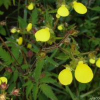 Calceolaria tripartita Ruiz & Pav.